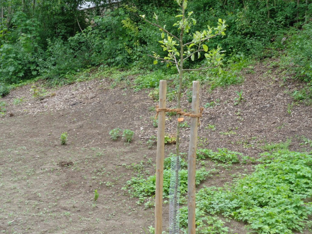 Baum-Patenschaft Prinzenapfel